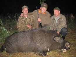 Wild boar stalking