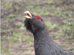 The brave wild cock